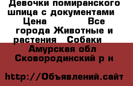 Девочки помиранского шпица с документами › Цена ­ 23 000 - Все города Животные и растения » Собаки   . Амурская обл.,Сковородинский р-н